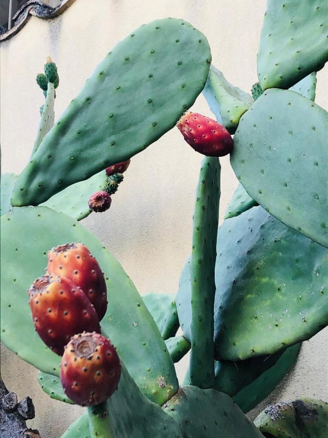 Il Giardino degli Aranci Aparthotel Antonimina Esterno foto